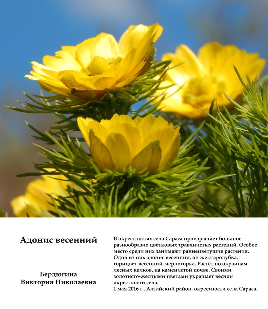 Горицвет весенний сырье