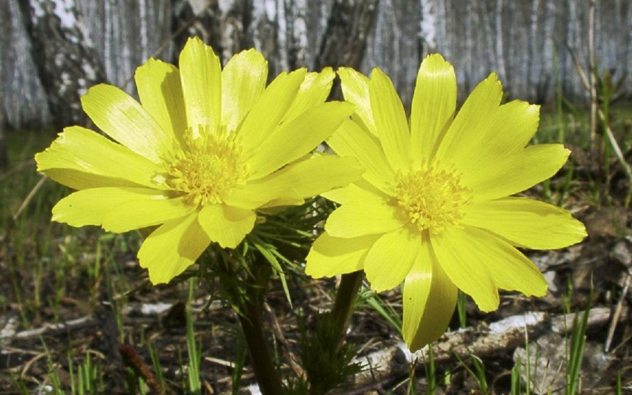 Первоцвет адонис весенний