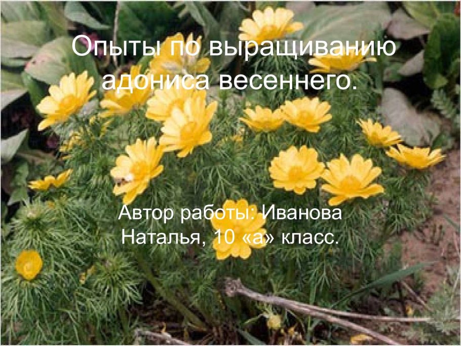 Горицвет весенний (Adonis vernalis l.)