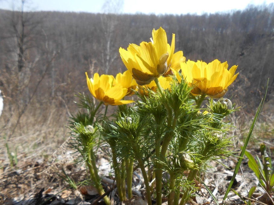 Адонис весенний - Adonis vernalis l.