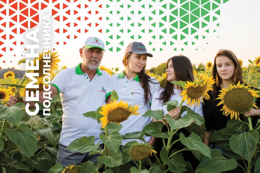 Семена подсолнечника компании Агроплазма