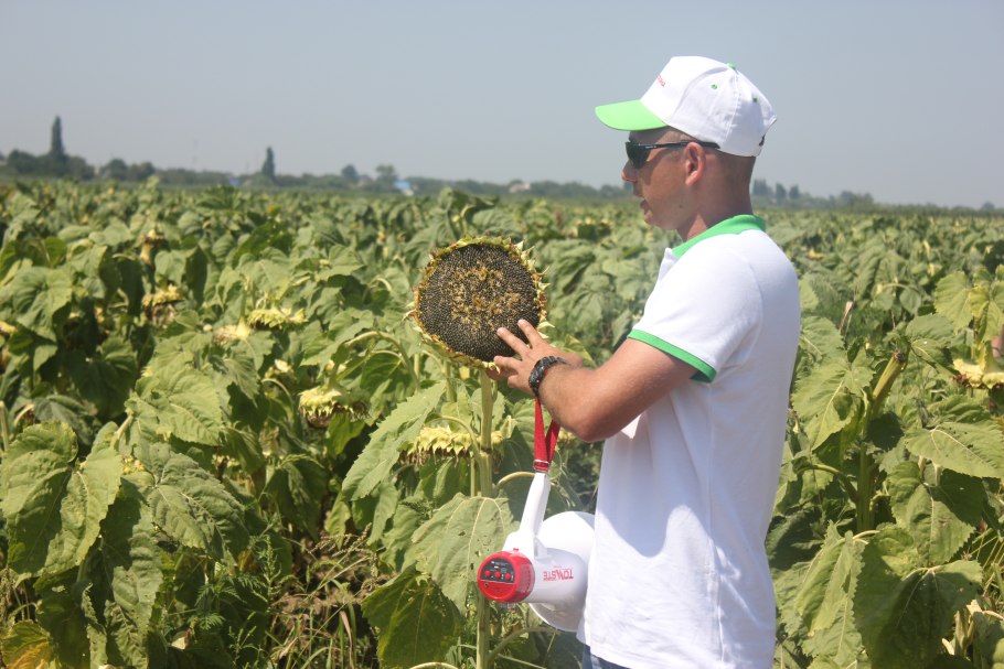 Масленичные сорта подсолнечника Пустовойта