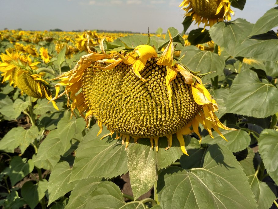 Подсолнечник в полеводстве