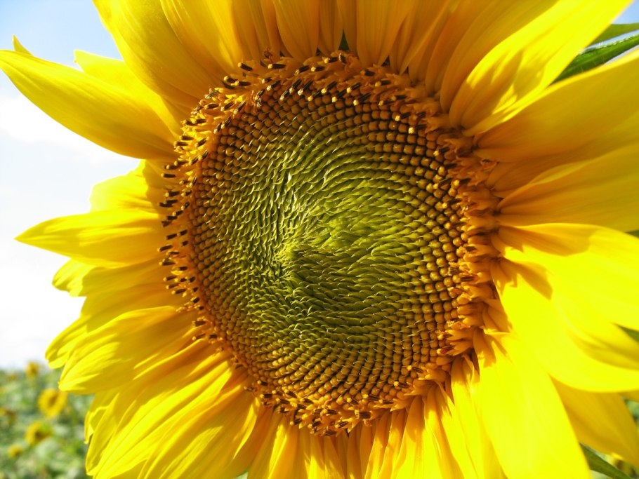 Поле подсолнухов