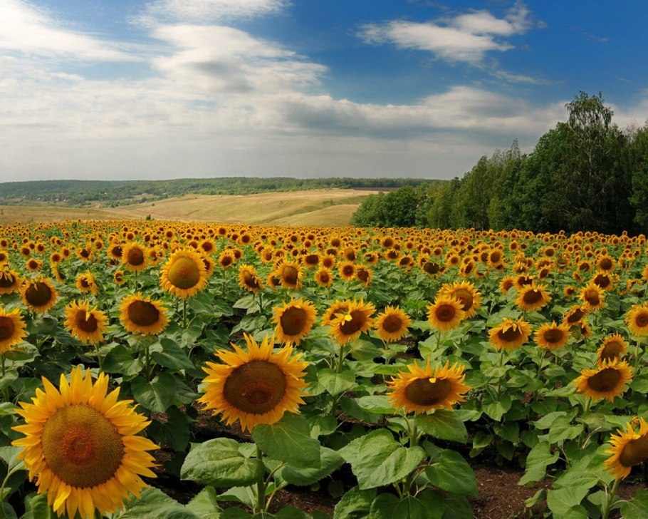 Кубань Подсолнухи