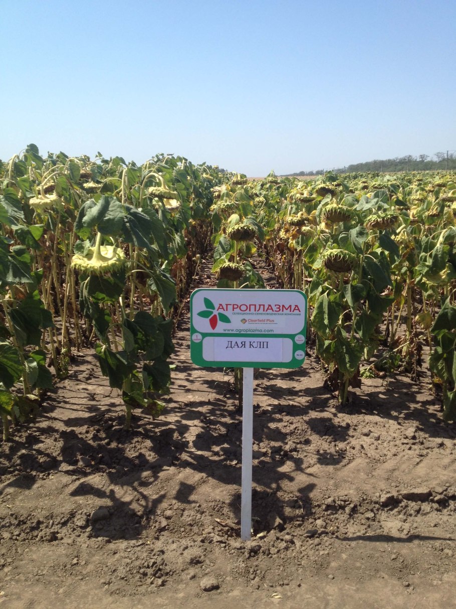 Семена подсолнечника Агроплазма