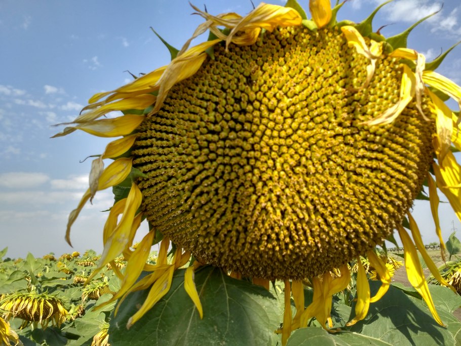 Семена подсолнечника компании Агроплазма
