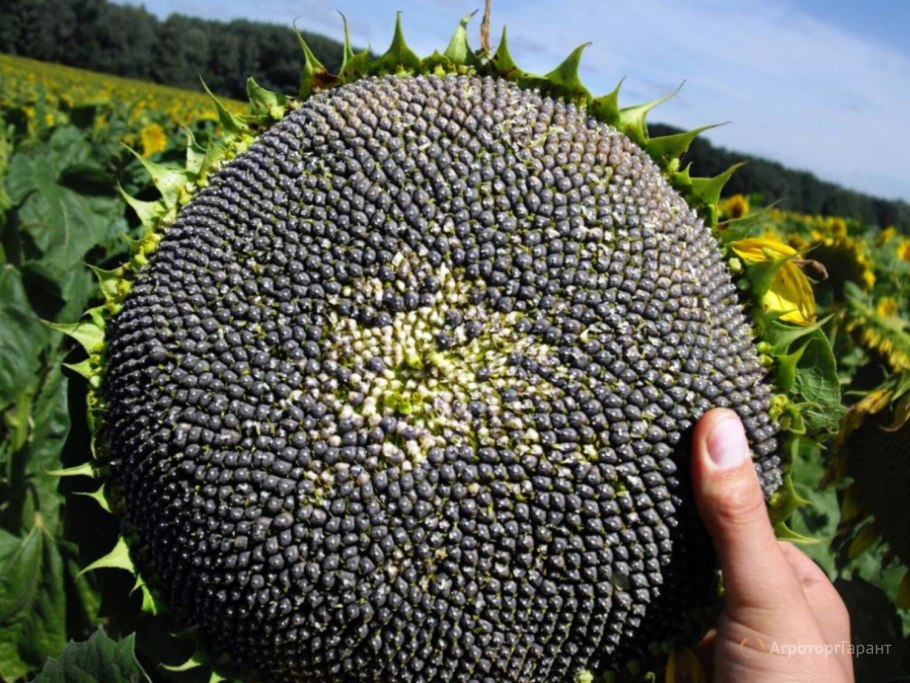 Гибрид подсолнечника Дункан