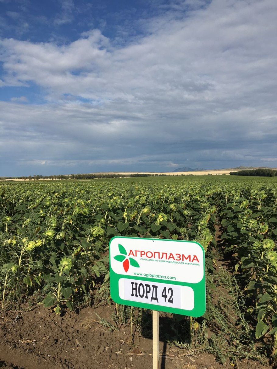 Семена подсолнечника агроплазма сорт
