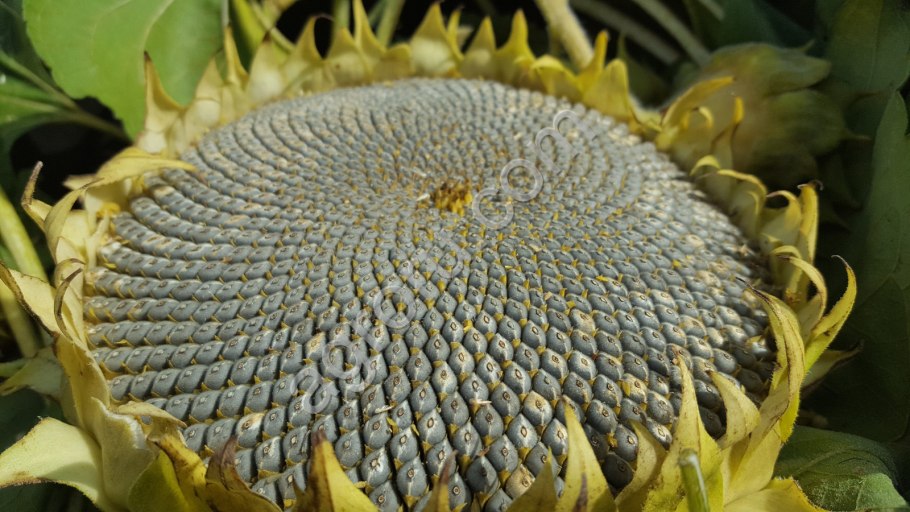 Нсх 6008 гибрид подсолнечника