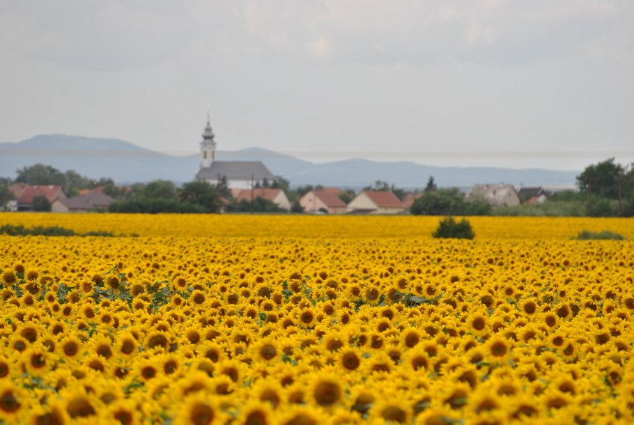 Поле с подсолнухами