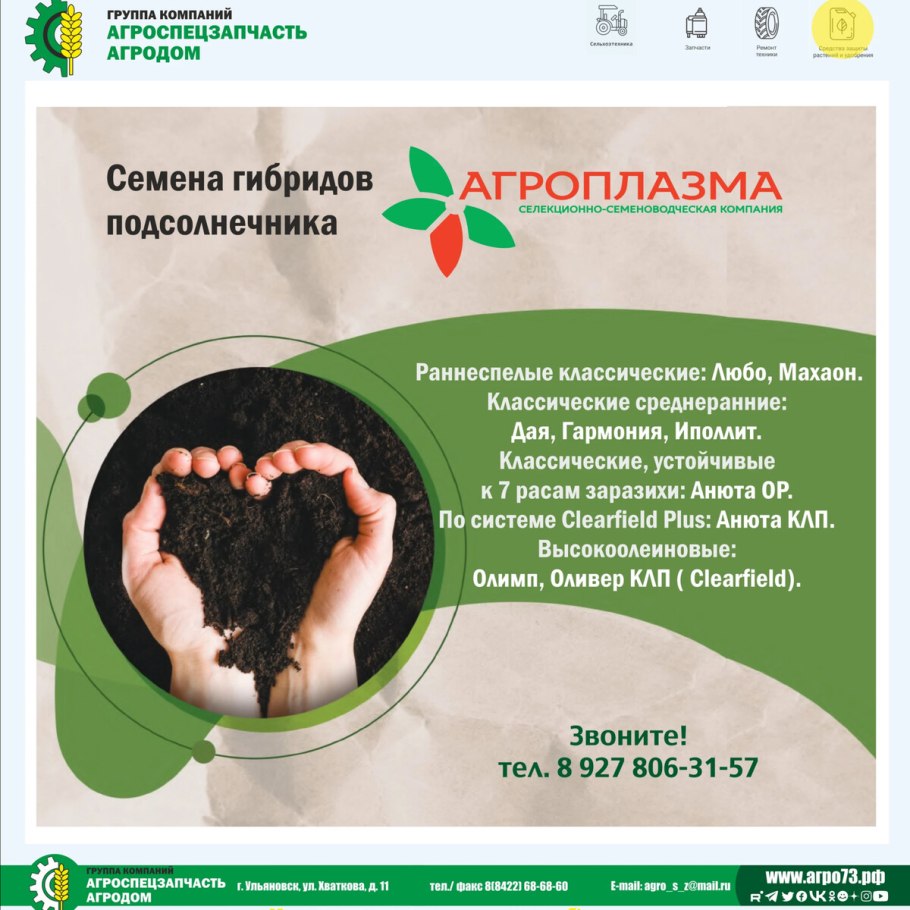 Полевые Подсолнухи Волгоград