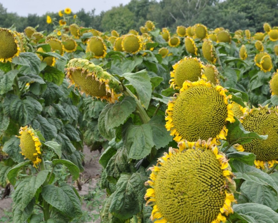 Подсолнечник кукуруза рапс
