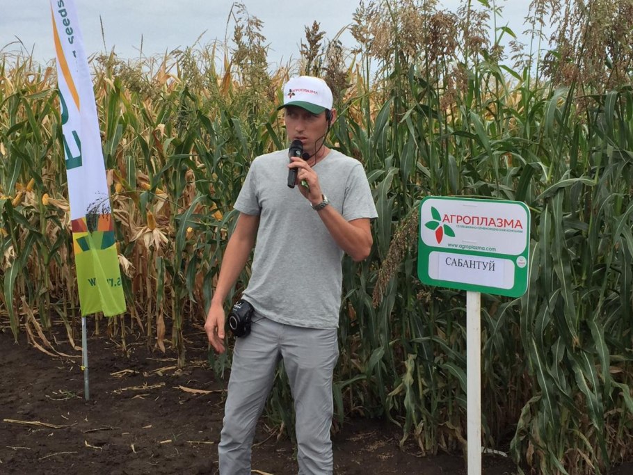 Подсолнечник сорт богучарец