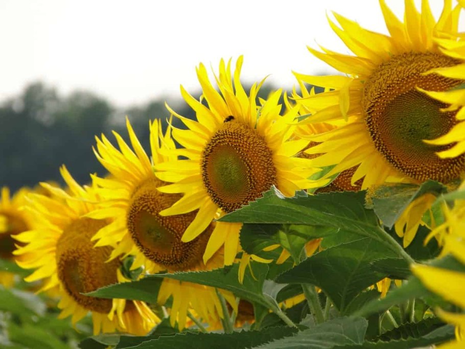 Семена подсолнечника Гранада