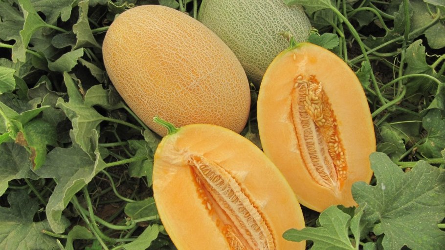 Семена подсолнуха пузанок