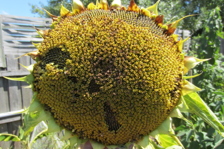 Семена подсолнечника Кастелло