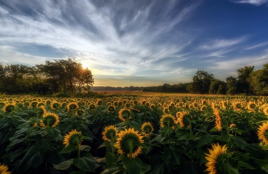 Гибрид подсолнечника и топинамбура