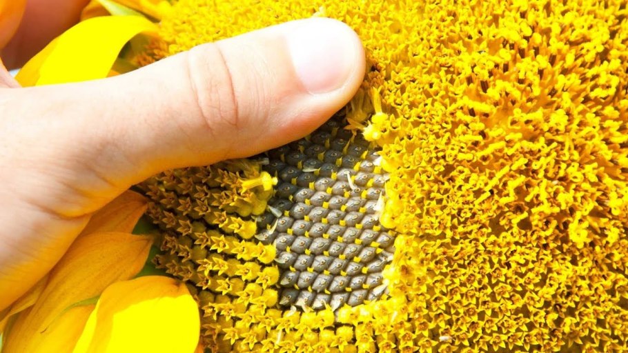 Гибрид подсолнечника "Грандис"