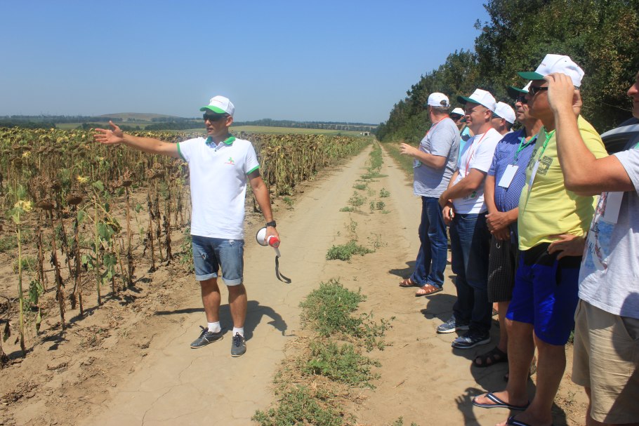Гибрид подсолнечника Дункан
