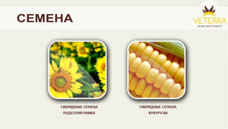 Масличные культуры подсолнечник