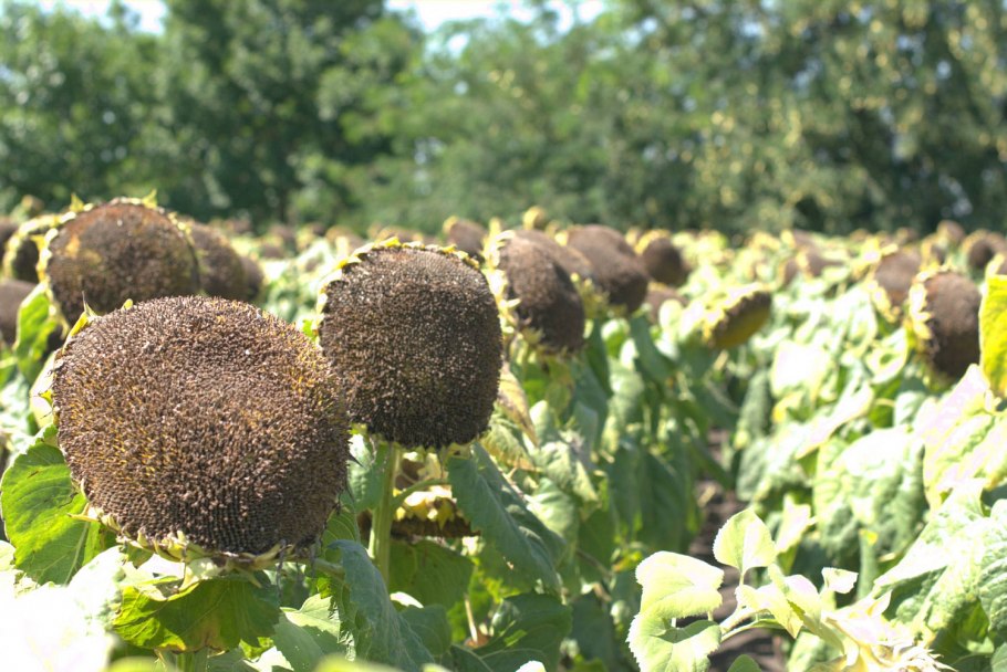 Подсолнечник сорт сурус