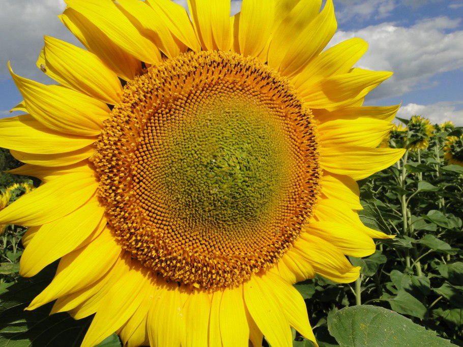 Подсолнечник форвард