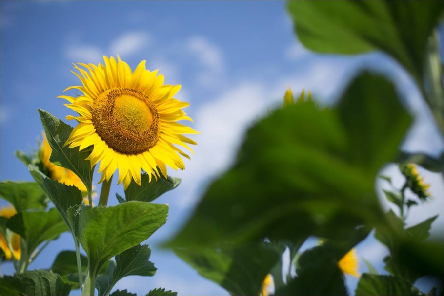 Подсолнечник Донской крупноплодный