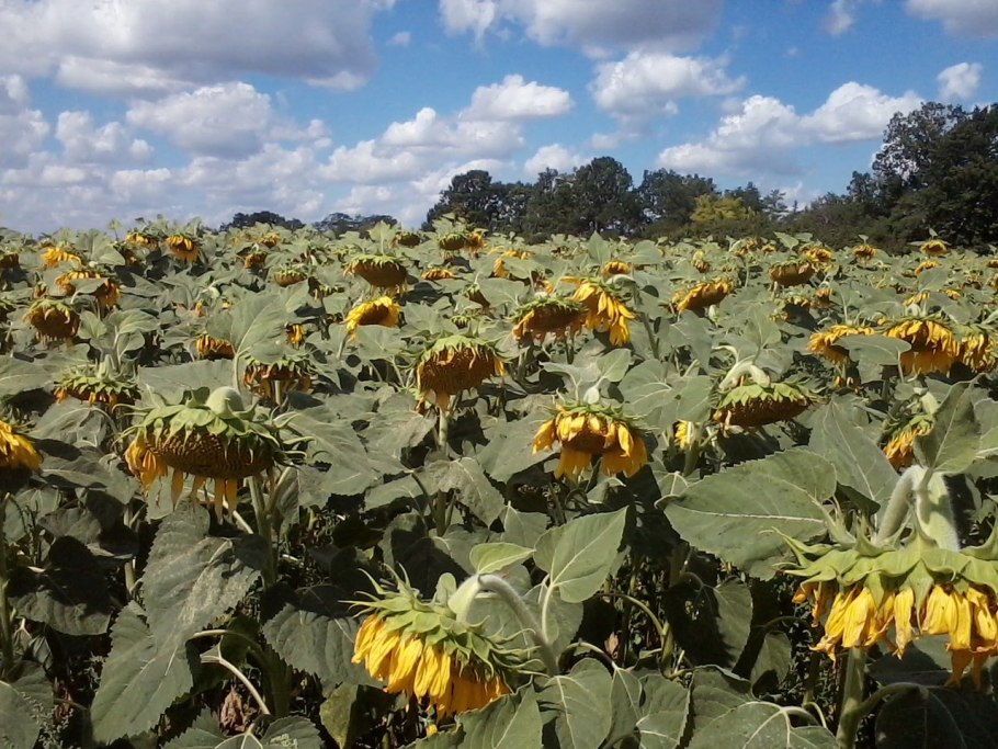 Семена подсолнечника Агроплазма