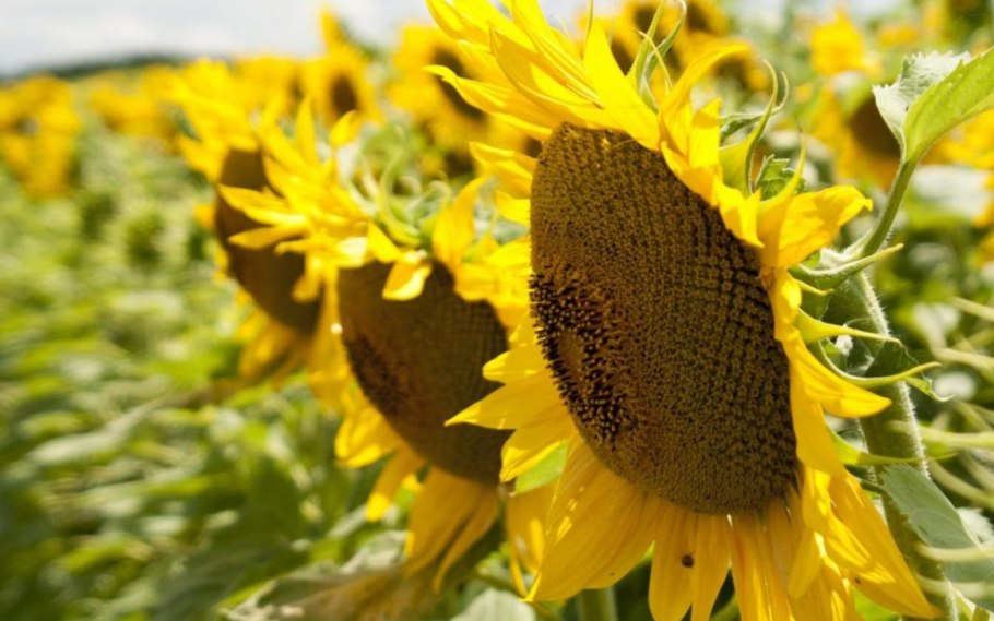 День поля кукурузы 2020