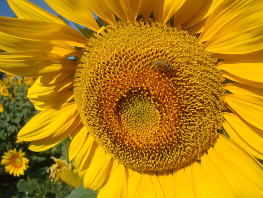 Поле подсолнухов всдеревне