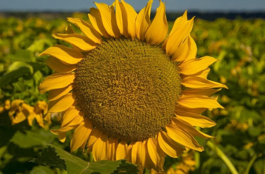 Гибриды семена подсолнечника Ягуар