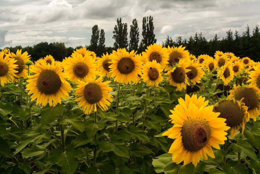 Подсолнечные поля, Тоскана-Италия
