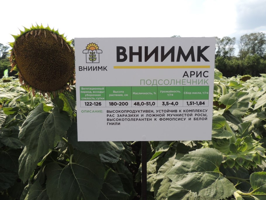 Подсолнечник семена гибрид вниимк.