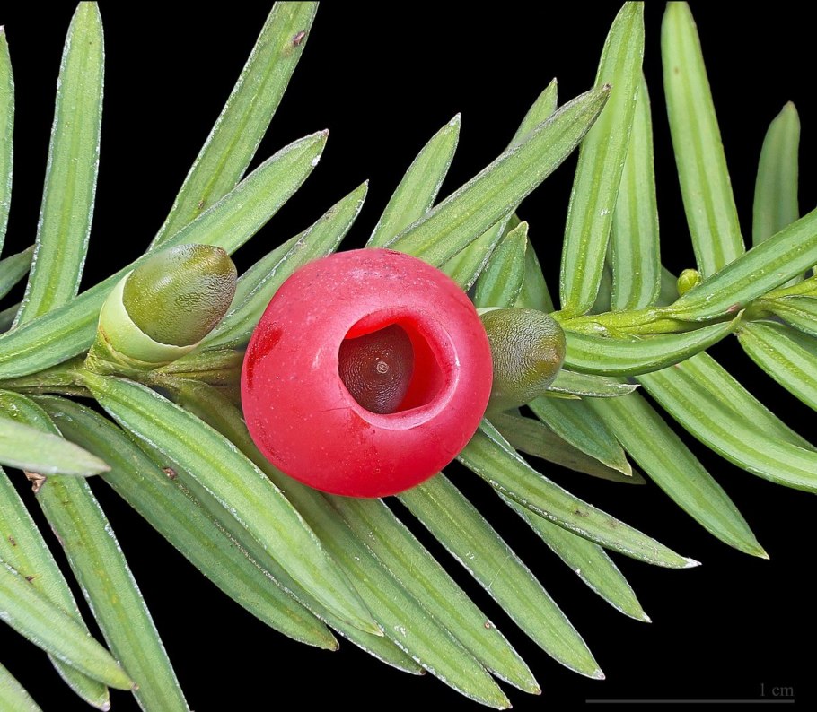 Taxus baccata David