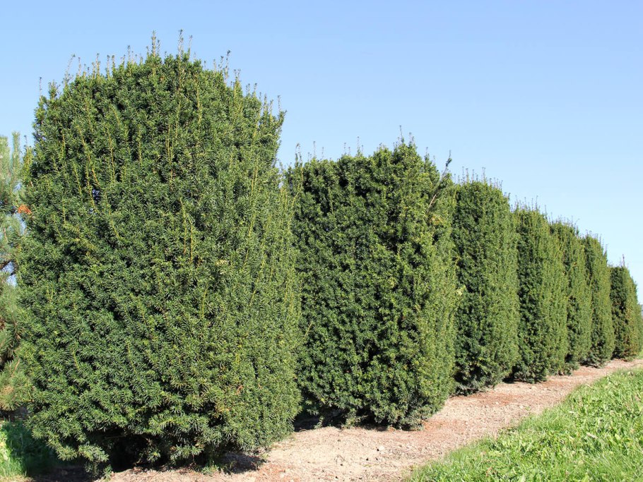 Тисс средний Hillii