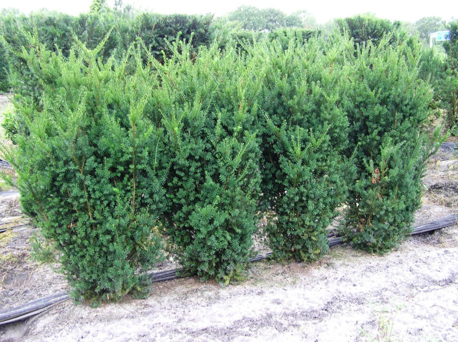 Тис средний Хикси (Taxus Media Hicksii)