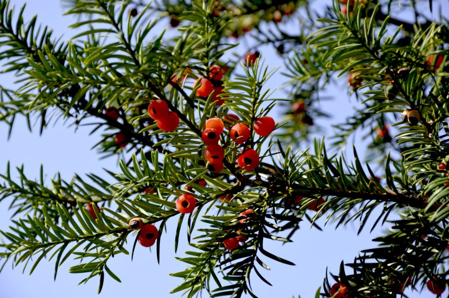 Тисс Taxus Media Hillii