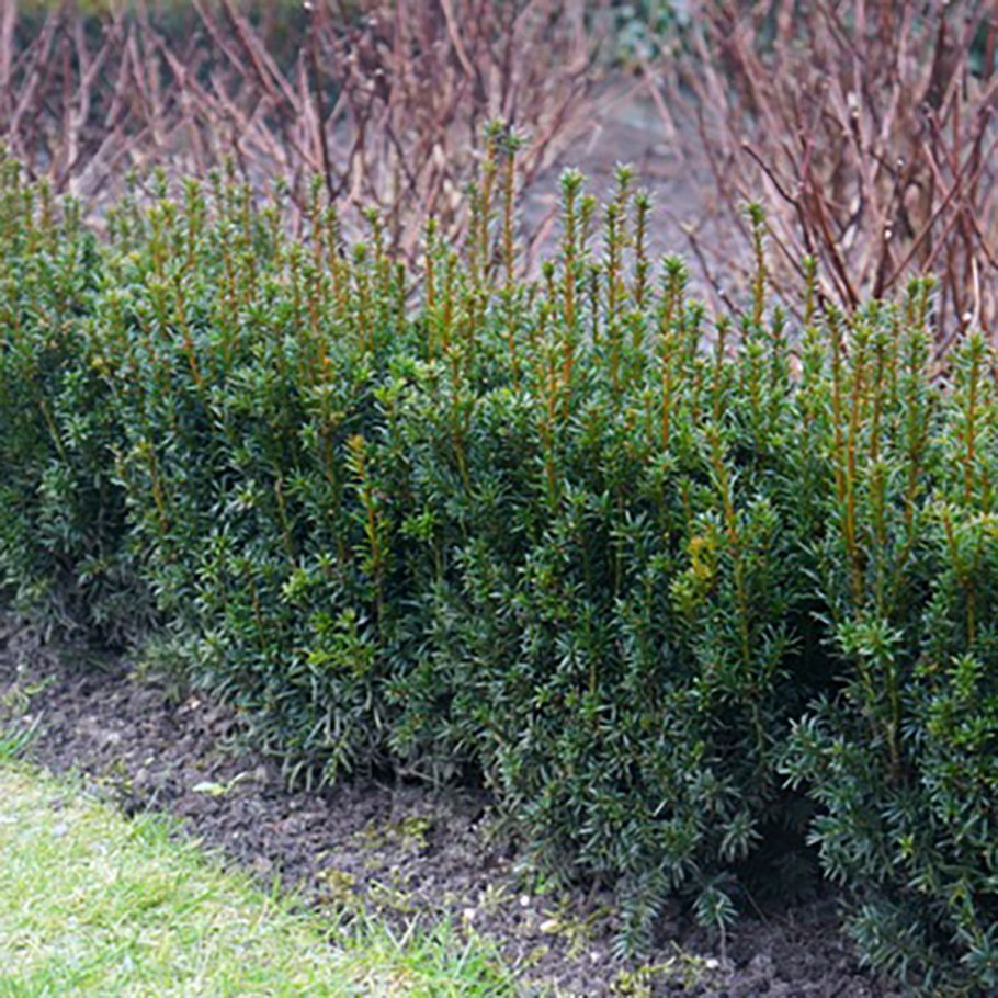 Taxus Rising Star