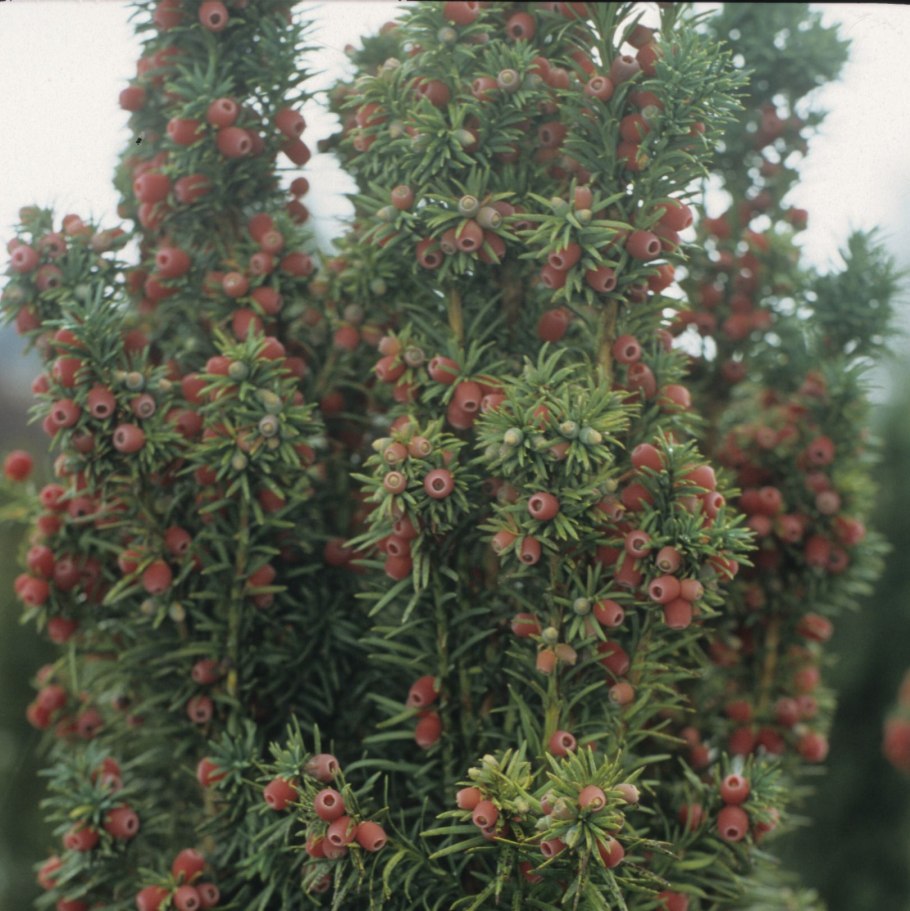 Taxus baccata "Hicksii"
