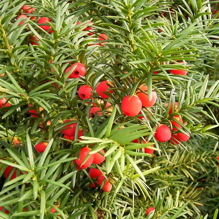 Тис ягодный taxus baccata