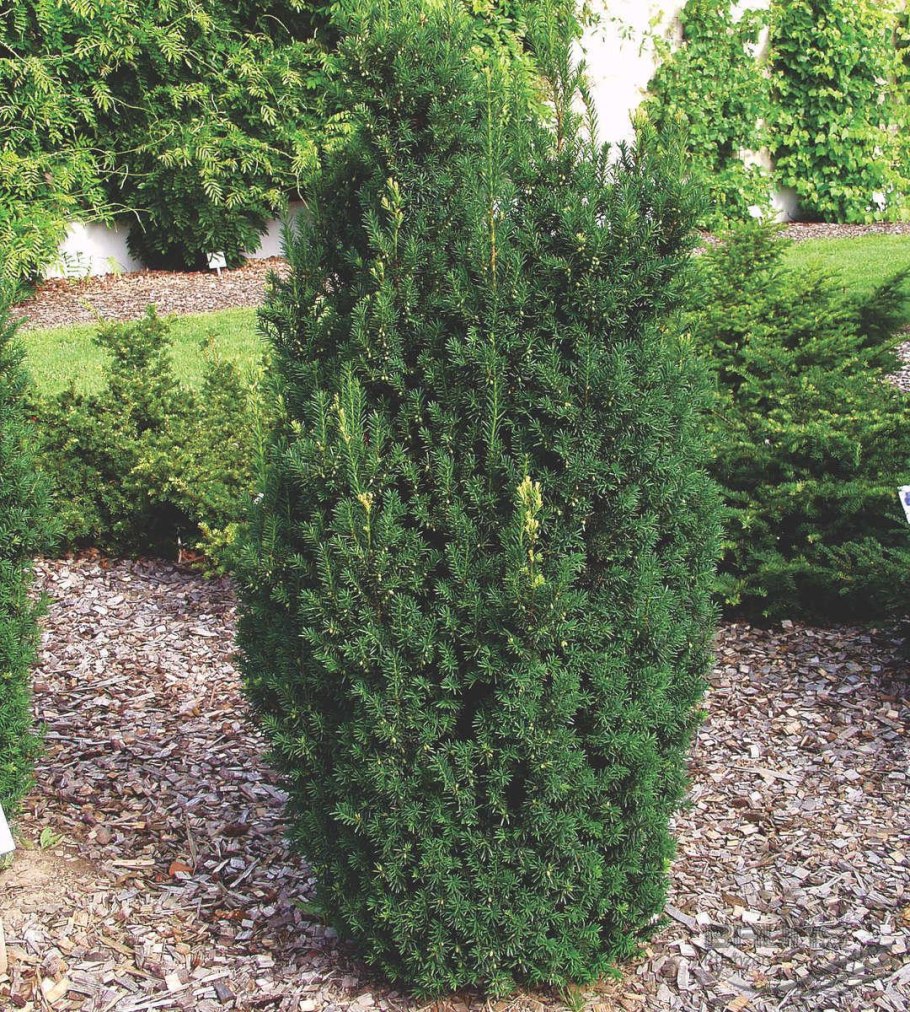 Тисс ягодный (Taxus baccata