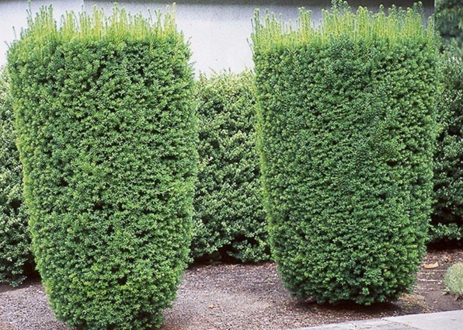 Taxus x Media 'Hicksii'