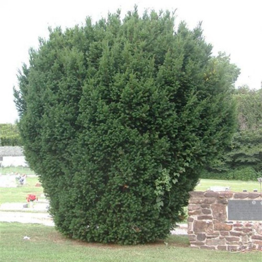 Тисс baccata Hicksii