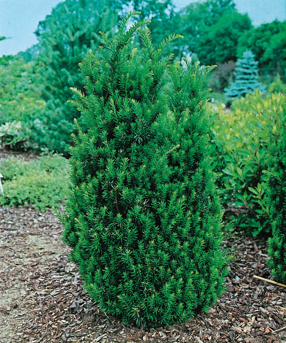 Taxus b. 'Klitzeklein'