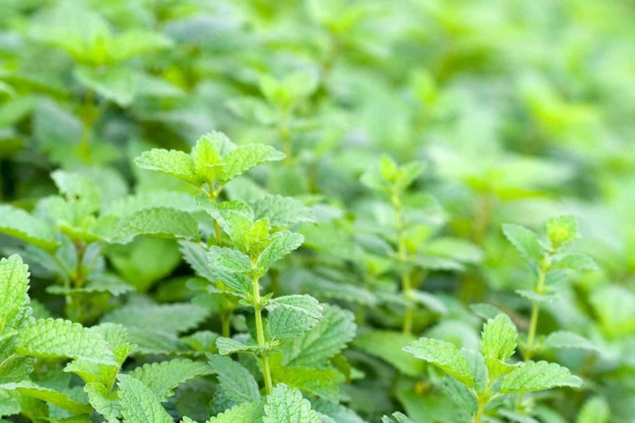 Листик мяты вид сверху