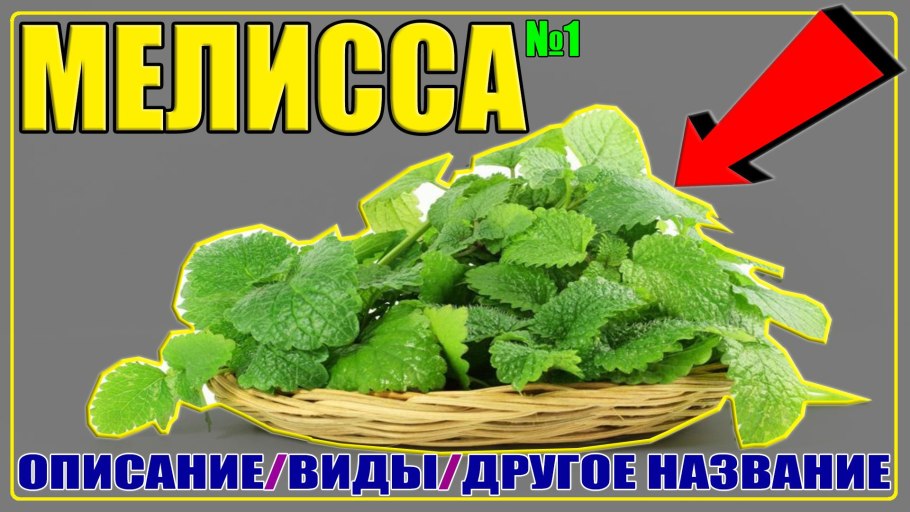 Мята перечная растение