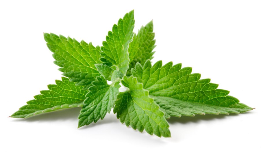 Мята Графика