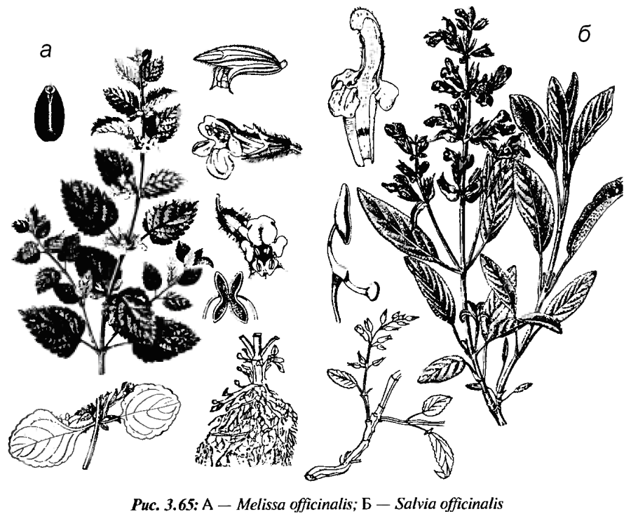 Целебные свойства лекарственных растений мята
