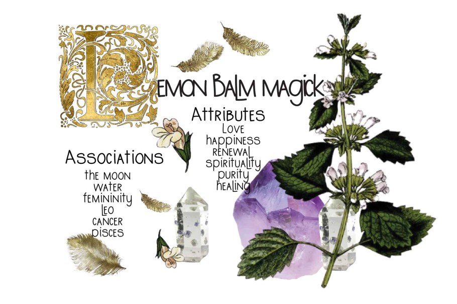 Мелисса белая